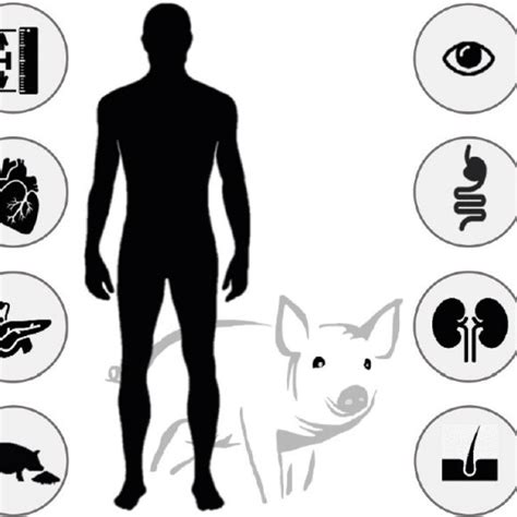 are porcine similar to humans